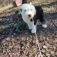 Marcy, a female Old English Sheepdog for sale in Chattanooga, TN – Photo 5 of 6