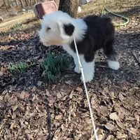 Marcy, a female Old English Sheepdog for sale in Chattanooga, TN – Photo 4 of 6