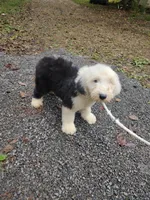 1 blue eye , a male Old English Sheepdog for sale in Chattanooga, TN – 2 of 4