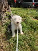 Dash, a male Old English Sheepdog for sale in Chattanooga, TN – 2 of 3