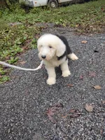 1 blue eye , a male Old English Sheepdog for sale in Chattanooga, TN – 3 of 4
