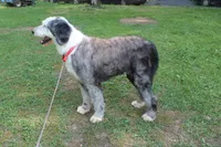 Star, a female Old English Sheepdog for sale in Chattanooga, TN – 8 of 10