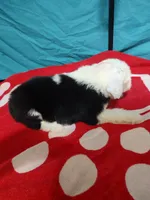 Skylar blue eyes, a female Old English Sheepdog for sale in Chattanooga, TN – Photo 4 of 4