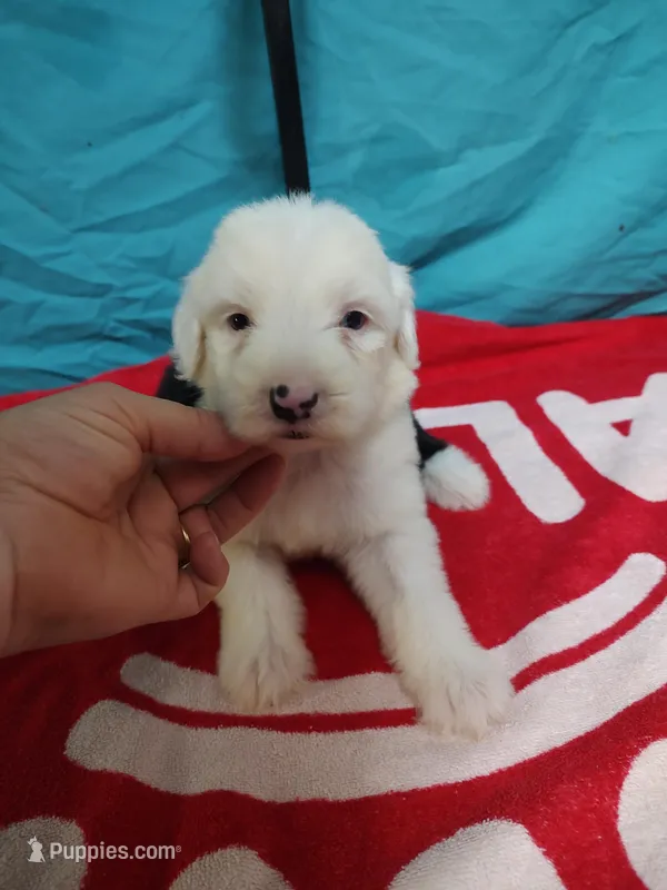 Skylar blue eyes – Old English Sheepdog puppy for sale in Chattanooga, TN