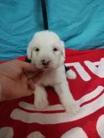 Skylar blue eyes, a female Old English Sheepdog for sale in Chattanooga, TN – Photo 1 of 4