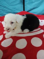Skylar blue eyes, a female Old English Sheepdog for sale in Chattanooga, TN – Photo 2 of 4