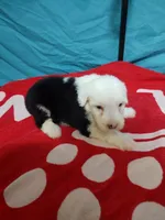 Skylar blue eyes, a female Old English Sheepdog for sale in Chattanooga, TN – Photo 3 of 4