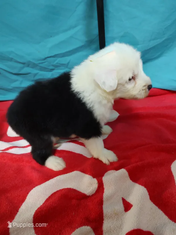 Cameron  – Old English Sheepdog puppy for sale in Chattanooga, TN