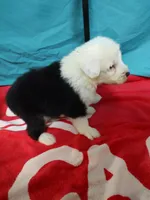 Cameron , a male Old English Sheepdog for sale in Chattanooga, TN – Photo 1 of 3