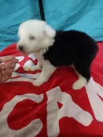 Cameron , a male Old English Sheepdog for sale in Chattanooga, TN – Photo 2 of 3