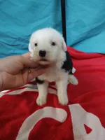 Cameron , a male Old English Sheepdog for sale in Chattanooga, TN – Photo 3 of 3