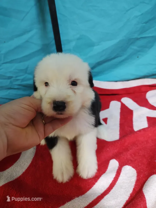 Charlie  – Old English Sheepdog puppy for sale in Chattanooga, TN