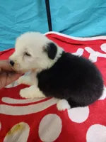 Charlie , a male Old English Sheepdog for sale in Chattanooga, TN – Photo 3 of 3