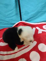 Charlie , a male Old English Sheepdog for sale in Chattanooga, TN – Photo 2 of 3