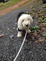 Blue eyes , a male Old English Sheepdog for sale in Chattanooga, TN – 2 of 5