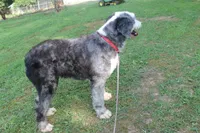 Star, a female Old English Sheepdog for sale in Chattanooga, TN – 7 of 10