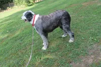 Star, a female Old English Sheepdog for sale in Chattanooga, TN – 5 of 10