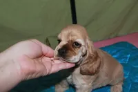 Rare color , a male Cocker Spaniel for sale in Chattanooga, TN – 2 of 9