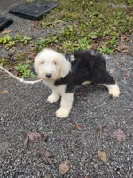 1 blue eye , a male Old English Sheepdog for sale in Chattanooga, TN – 4 of 4