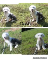 Dash, a male Old English Sheepdog for sale in Chattanooga, TN – 1 of 3