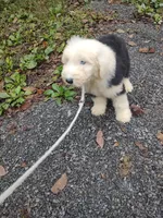 Blue eyes , a male Old English Sheepdog for sale in Chattanooga, TN – 5 of 5