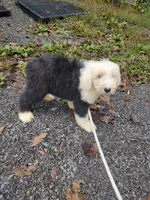 Blue eyes , a male Old English Sheepdog for sale in Chattanooga, TN – 4 of 5