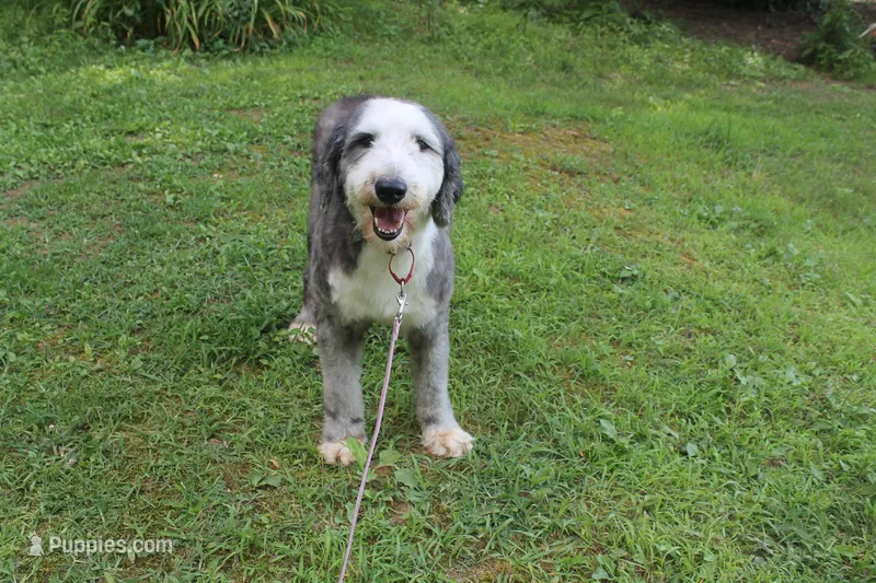 Star – Old English Sheepdog puppy for sale in Chattanooga, TN
