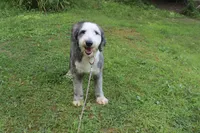 Star, a female Old English Sheepdog for sale in Chattanooga, TN – 1 of 10