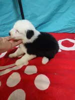 Carrie, a female Old English Sheepdog for sale in Chattanooga, TN – Photo 3 of 3