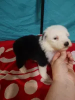 Carrie, a female Old English Sheepdog for sale in Chattanooga, TN – Photo 1 of 3