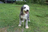 Star, a female Old English Sheepdog for sale in Chattanooga, TN – 6 of 10