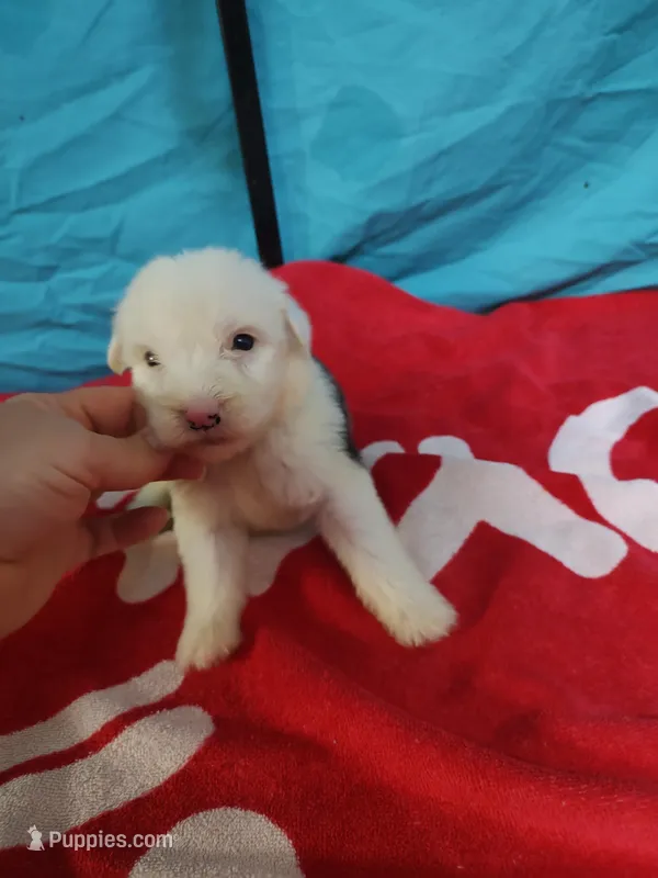Dash – Old English Sheepdog puppy for sale in Chattanooga, TN