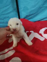 Dash, a male Old English Sheepdog for sale in Chattanooga, TN – Photo 1 of 3