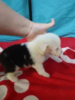 Dash, a male Old English Sheepdog for sale in Chattanooga, TN – Photo 3 of 3