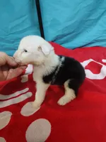 Dash, a male Old English Sheepdog for sale in Chattanooga, TN – Photo 2 of 3