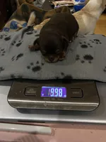 LoveIt, a male Chihuahua for sale in Minden, LA – Photo 2 of 4