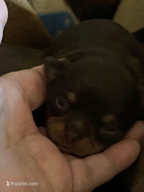 LoveIt, a male Chihuahua for sale in Minden, LA – Photo 1 of 4