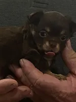 LoveIt, a male Chihuahua for sale in Minden, LA – Photo 4 of 4