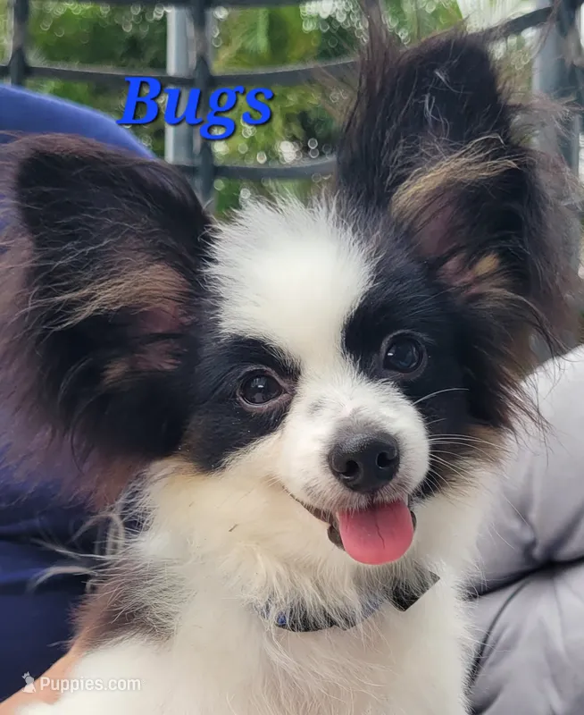 BUGS 🐛  – Papillon puppy for sale in Parrish, FL
