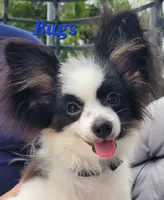 BUGS 🐛 , a male Papillon for sale in Parrish, FL – 2 of 7