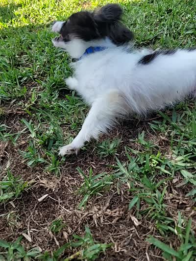 BUGS 🐛 , a male Papillon for sale in Parrish, FL – 2 of 2