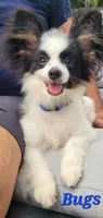 BUGS 🐛 , a male Papillon for sale in Parrish, FL – 4 of 7
