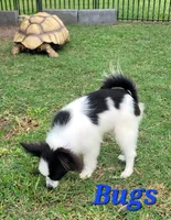 BUGS 🐛 , a male Papillon for sale in Parrish, FL – 5 of 7