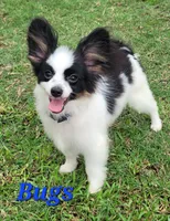 BUGS 🐛 , a male Papillon for sale in Parrish, FL – 6 of 7