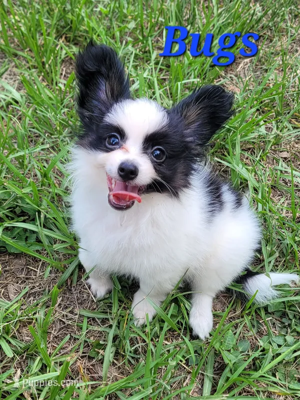 BUGS 🐛  – Papillon puppy for sale in Parrish, FL