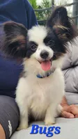 BUGS 🐛 , a male Papillon for sale in Parrish, FL – 3 of 7