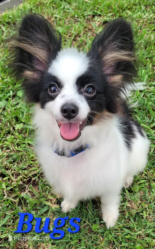 BUGS 🐛  – Papillon puppy for sale in Parrish, FL