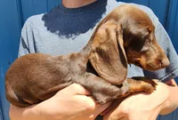 Albert, a male Miniature Dachshund for sale in Casper, WY – 2 of 2