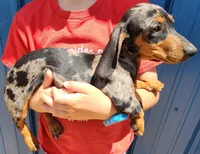Spott, a male Miniature Dachshund for sale in Casper, WY – 2 of 2