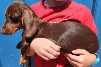 princess peach, a female Miniature Dachshund for sale in Casper, WY – 3 of 3